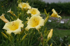 H�m�rocalle hybride 'Butterpat'