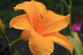 H�m�rocalle hybride 'Aten'