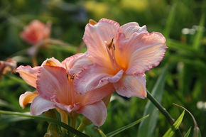 H�m�rocalle hybride 'Dancing Shiva'