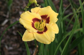 H�m�rocalle hybride 'El Desperado'