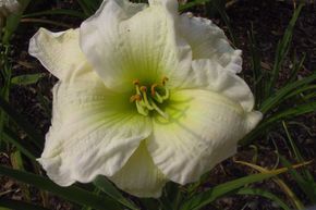 H�m�rocalle 'Gentle Shepherd'