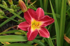 H�m�rocalle hybride 'Kokeshi'