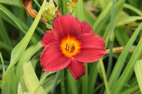 H�m�rocalle hybride 'Little Joy'