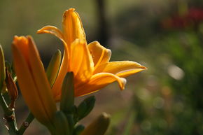H�m�rocalle hybride 'Lucretius'