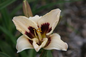 H�m�rocalle hybride 'Moonlit Masquerade'