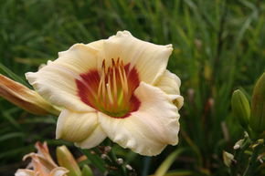 H�m�rocalle hybride 'Pandora's Box'