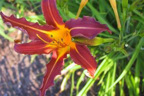 H�m�rocalle hybride 'Sammy Russel'