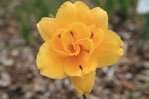 H�m�rocalle hybride 'Saucy Lady'