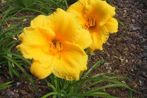 H�m�rocalle hybride 'Stella de Oro'