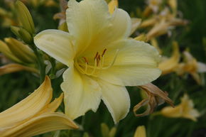 H�m�rocalle hybride 'Suzie Wong'