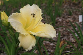 H�m�rocalle hybride 'White Zone'