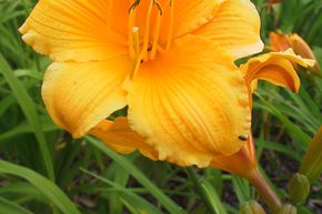 H�m�rocalle hybride 'Mc Pick'