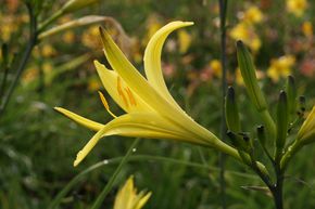 H�m�rocalle citron