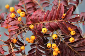 Sorbier des oiseleurs 'Autumn Spire�'
