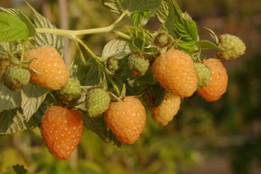 Framboisier remontant Primeberry� Autumn Amber�
