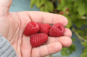 Framboisier remontant Primeberry� Autumn Belle�
