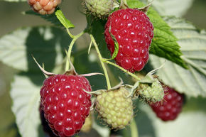 Framboisier d'Automne Primeberry� Autumn Best�