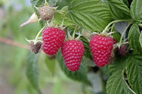 Framboisier non remontant Primeberry� Autumn First�