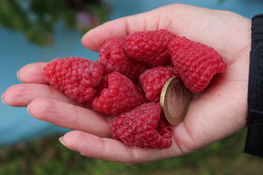 Framboisier remontant Primeberry� Autumn Happy�