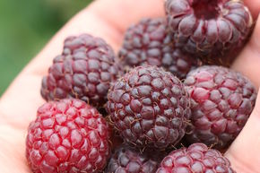 Framboisier remontant Primeberry� Autumn Passion�