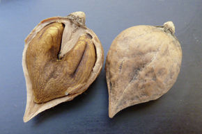 Noyer � c&oelig;ur 'Heartbreaker'