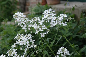 Julienne des Dames 'Alba'