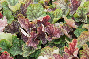 Heuch�re 'Beauty Colour'