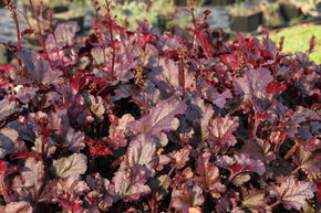 Heuch�re hybride 'Berry Marmalade'
