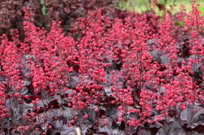 Heuch�re 'Black Forest Cake' (S)