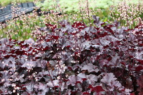 Heuch�re 'Black Pearl' (S)