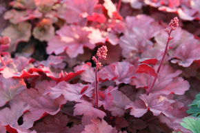 Heuch�re 'Cherry Cola'