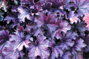 Heuch�re Hybride 'Forever Purple'