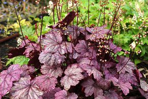 Heuch�re Hybride 'Sugar Plum'
