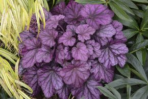Heuch�re 'Wild Rose'