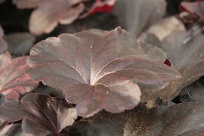 Heuch�re 'Obsidian'