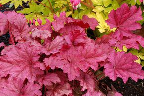 Heuch�re 'Berry Smoothie'