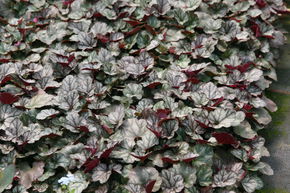 Heuch�re 'Jade Gloss'
