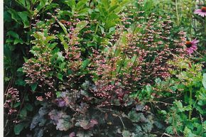 Heuch�re 'Palace Purple'