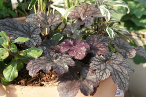 Heuch�re 'Plum Pudding'