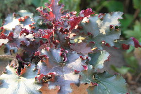 Heuch�re 'Purple Petticoats'