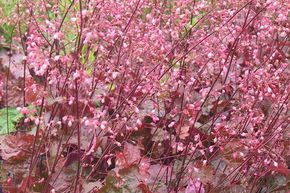 Heuch�re 'Rachel'