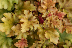 Heuch�re 'Marmalade'