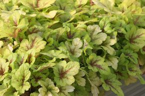 Heucherella 'Stoplight'