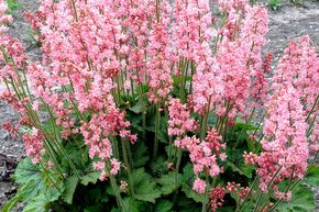 Heucherella 'Pink Revolution'