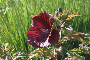 Hibiscus des marais 'Cranberry Crush'