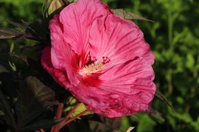 Hibiscus des marais 'Berry Awesome'
