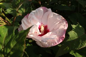 Hibiscus des marais 'Cherry Cheesecake'