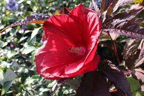 Hibiscus des marais 'Midnight Marvel'