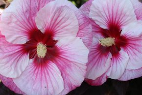 Hibiscus des marais 'Perfect Storm'