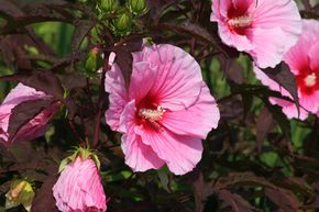 Hibiscus des marais 'Summer Storm'